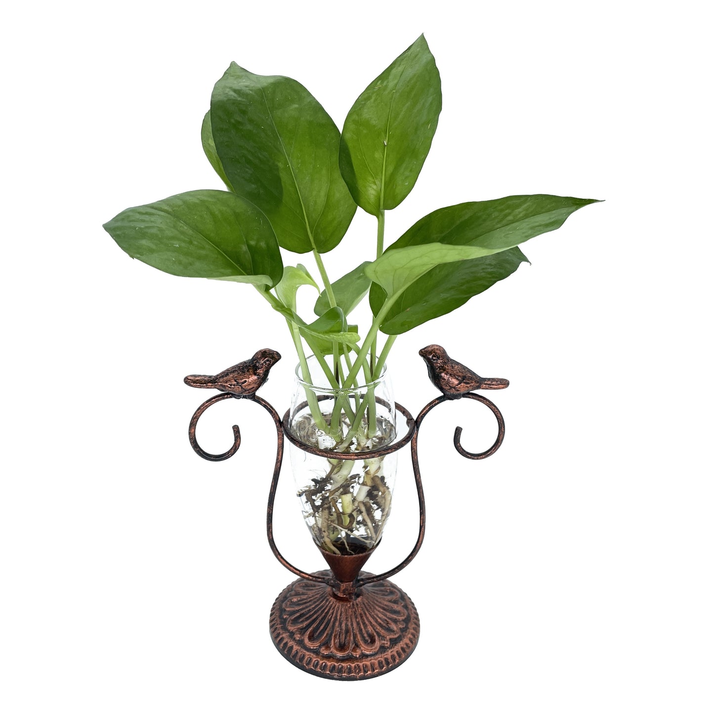 Bird Terrarium - Vintage Iron Frame Glass Planter for Hydroponic Plants | The Couple Corner