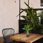 Romantic Bird Terrarium for Couples - Vintage Iron Frame Glass Planter for Shared Desks & Home Gardens